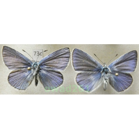 Polyommatus thersites (Cantener, 1835) 2xmale Poland73c
